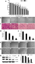 Anti-VEGF Receptor 1 FLT1 Rabbit Monoclonal Antibody