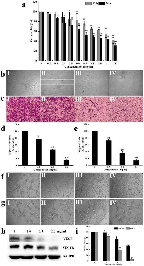 Anti-VEGF Receptor 1 FLT1 Rabbit Monoclonal Antibody
