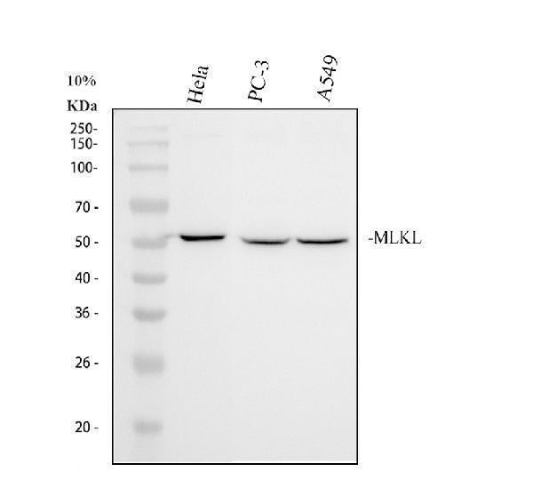 Anti-MLKL Rabbit Monoclonal Antibody