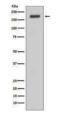 Western blot analysis of ErbB3 (HER3)  expression in MCF-7 cell lysate.
