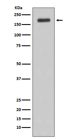 Western blot analysis of ErbB3 (HER3)  expression in MCF-7 cell lysate.