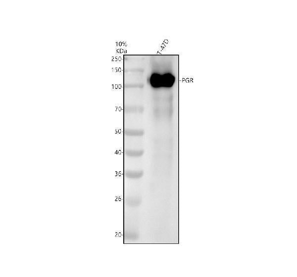 Anti-Progesterone Receptor PGR Rabbit Monoclonal Antibody