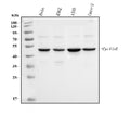 Anti-Cyclin E1/CCNE1 Antibody Picoband® (monoclonal, 8B9C3)