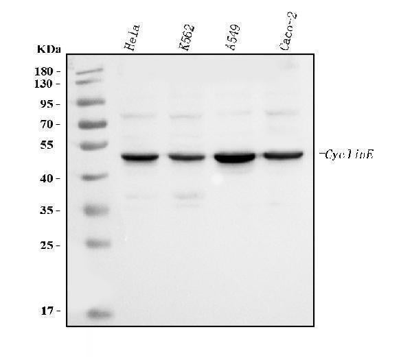 Anti-Cyclin E1/CCNE1 Antibody Picoband® (monoclonal, 8B9C3)