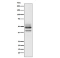 Western blot analysis of SKP2 expression in HeLa cell lysate.