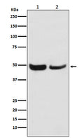 Western blot analysis of SKP2 expression in (1) Jurkat cell lysate; (2) NIH/3T3 cell lysate.