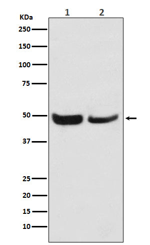 Western blot analysis of SKP2 expression in (1) Jurkat cell lysate; (2) NIH/3T3 cell lysate.