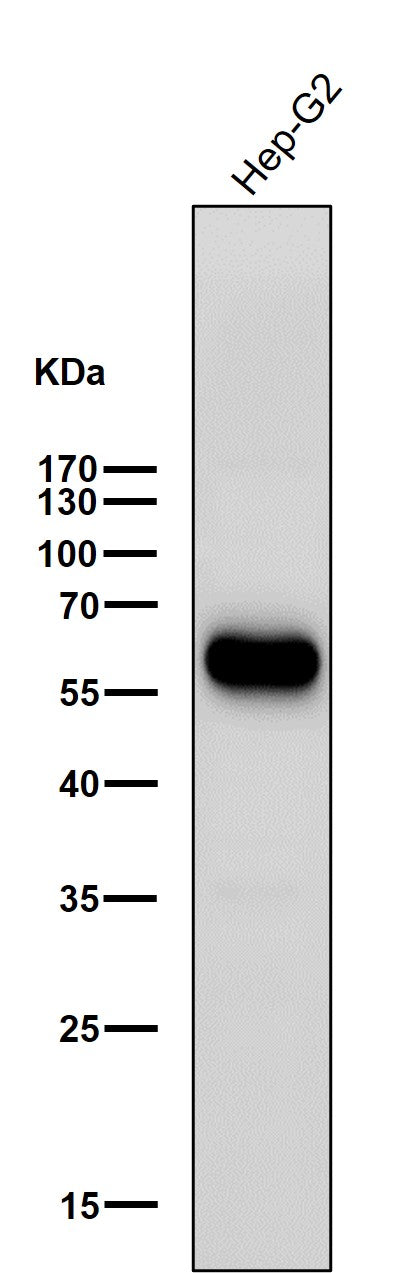 All lanes use the Antibody at 1:3K dilution for 1 hour at room temperature.