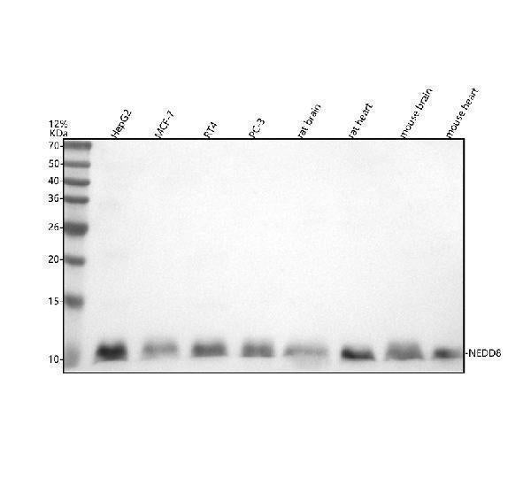 Anti-NEDD8 Rabbit Monoclonal Antibody
