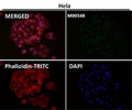 Immunofluorescent analysis using the Antibody at 1:50 dilution.