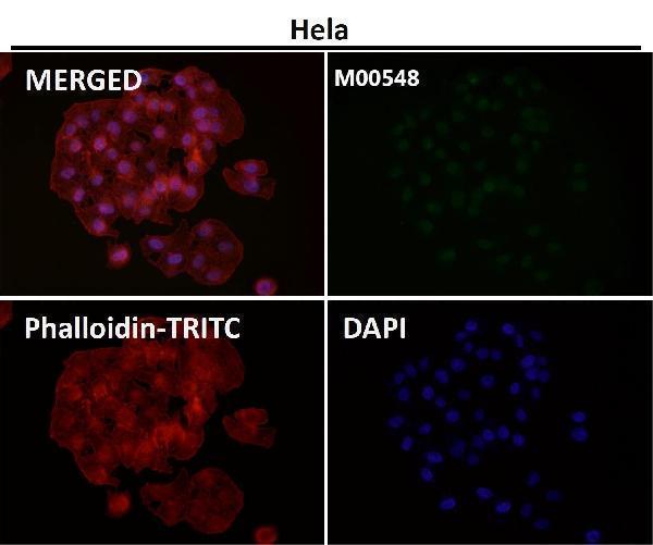 Immunofluorescent analysis using the Antibody at 1:50 dilution.