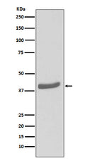 Western blot analysis of CDK7 expression in MCF-7 cell lysate.