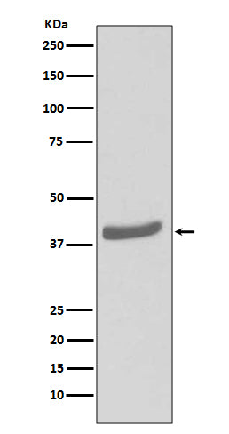 Western blot analysis of CDK7 expression in MCF-7 cell lysate.