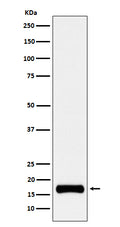 Western blot analysis of ISG15 expression in HeLa cell treated with 10 ng/ml IFN-a lysate.