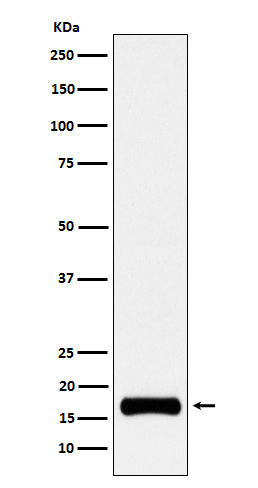 Western blot analysis of ISG15 expression in HeLa cell treated with 10 ng/ml IFN-a lysate.