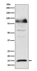 Western blot analysis of ISG15 expression in Hela cell lysate treated with IFN α.