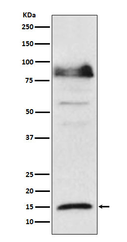 Western blot analysis of ISG15 expression in Hela cell lysate treated with IFN α.