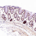 Immunohistochemical analysis of paraffin-embedded Rat stomach, using the Antibody at 1:100 dilution.