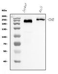 Anti-CD45 Antibody Picoband® (monoclonal, 2H3)