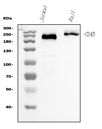 Anti-CD45 Antibody Picoband® (monoclonal, 2H3)