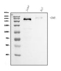 Anti-CD45 Antibody Picoband® (monoclonal, 3H6)