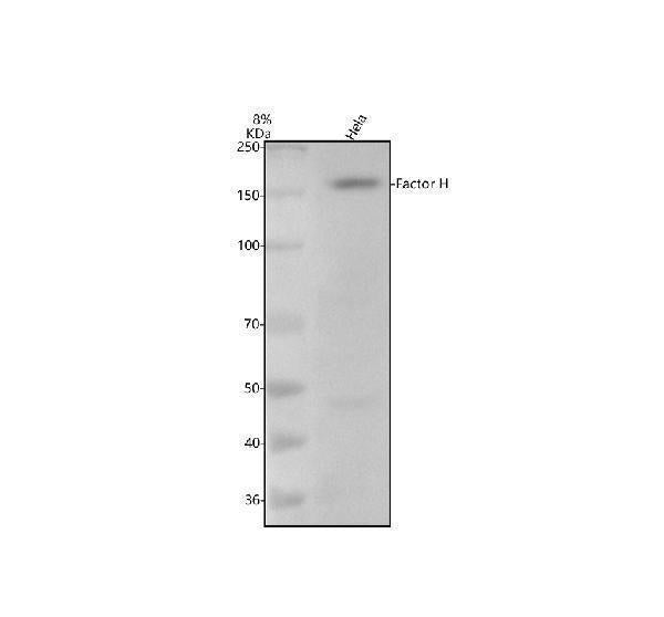 Anti-Factor H CFH Monoclonal Antibody