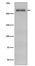 Anti-Fibronectin FN1 Rabbit Monoclonal Antibody