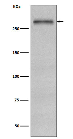 Anti-Fibronectin FN1 Rabbit Monoclonal Antibody