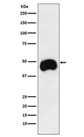 Western blot analysis of CD2 expression in Jurkat cell lysate.