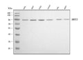 Anti-XRCC1 Antibody Picoband® (monoclonal, 10E10)