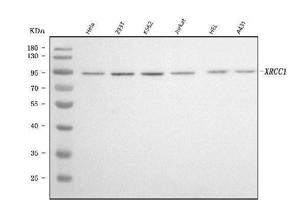 Anti-XRCC1 Antibody Picoband® (monoclonal, 10E10)