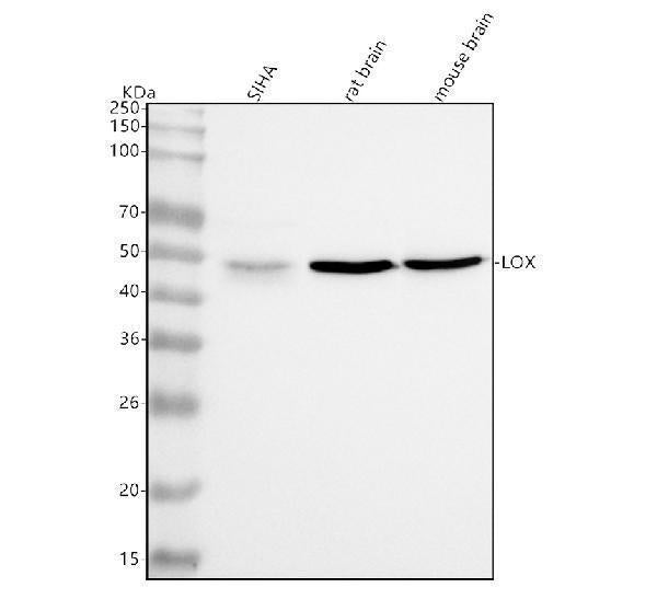 Anti-LOX Rabbit Monoclonal Antibody