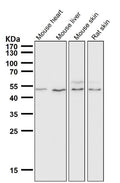 All lanes use the Antibody at 1:3K dilution for 1 hour at room temperature.