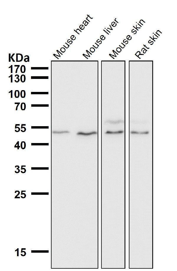 All lanes use the Antibody at 1:3K dilution for 1 hour at room temperature.