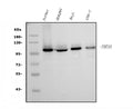 Anti-UBE3A Picoband® Antibody (monoclonal, 3F13)