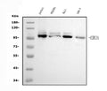 Anti-UBE3A Picoband® Antibody (monoclonal, 8I3)