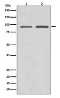 Western blot analysis of SUZ12 expression in (1) HeLa cell lysate; (2) SW480 cell lysate.