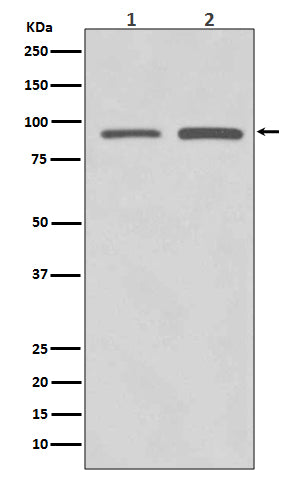 Western blot analysis of SUZ12 expression in (1) HeLa cell lysate; (2) SW480 cell lysate.