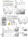 Anti-ULK1/Atg1 Rabbit Monoclonal Antibody