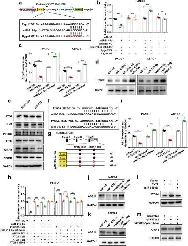 Anti-ULK1/Atg1 Rabbit Monoclonal Antibody