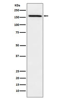 Western blot analysis of ADAMTS13 expression in A549 cell lysate.