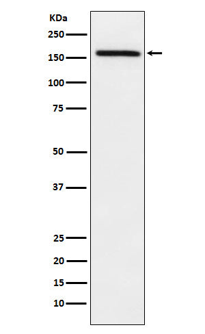 Western blot analysis of ADAMTS13 expression in A549 cell lysate.