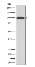 Western blot analysis of Integrin beta 3 / CD61 expression in U-87 MG cell lysate.