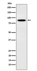 Western blot analysis of EWSR1 expression in K562 cell lysate.