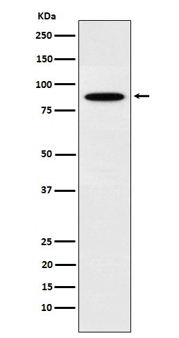 Western blot analysis of EWSR1 expression in K562 cell lysate.