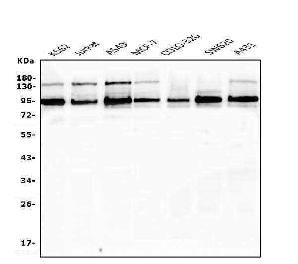 Anti-EWSR1 Antibody Picoband® (monoclonal, 4B4)