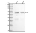 Anti-Clusterin Rabbit Monoclonal Antibody