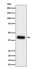 Western blot analysis of Clusterin expression in mouse serum cell lysate.