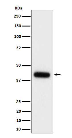 Western blot analysis of Clusterin expression in mouse serum cell lysate.