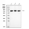 Anti-SAMHD1 Antibody Picoband® (monoclonal, 3B9)
